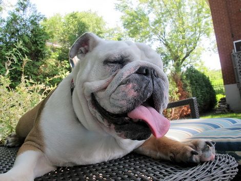 Perro descansando sobre colchoneta refrigerante para cuidados perro verano y protegerse del calor