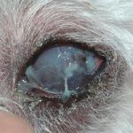 perro con ojo seco queratoconjuntivitis seca