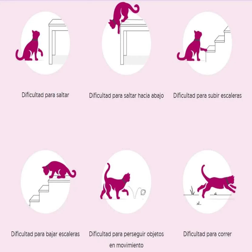 signos de artrosis en gato