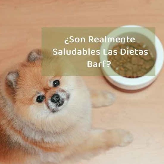 posibles riesgos de la dieta BARF