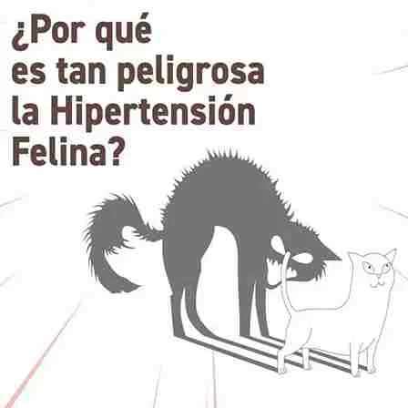 hipertensión en el gato