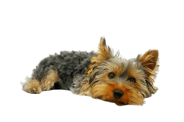 Yorkshire-terrier
