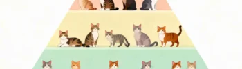 Pirámide visual que representa el crecimiento exponencial de la población de gatos sin esterilización