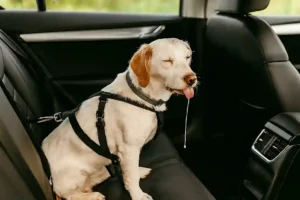 Perro mareado sentado en el asiento trasero del coche con arnés, babeando y mostrando signos de cinetosis.