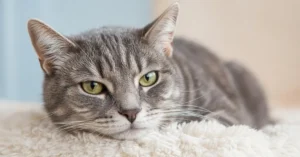 Gato gris mayor tumbado sobre una manta en casa, tranquilo; tratamiento del dolor por artrosis en gatos en Santurtzi