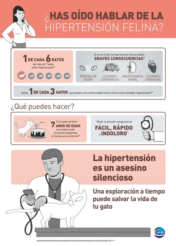 Hipertension felina 