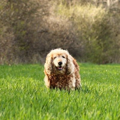 Los cocker spaniels tienen predisposicion a la alergia alimentaria