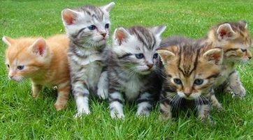 Gatitos