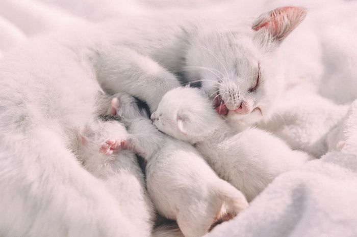 Las gatas pueden transmitir el virus de la leucemia felina a sus gatitos