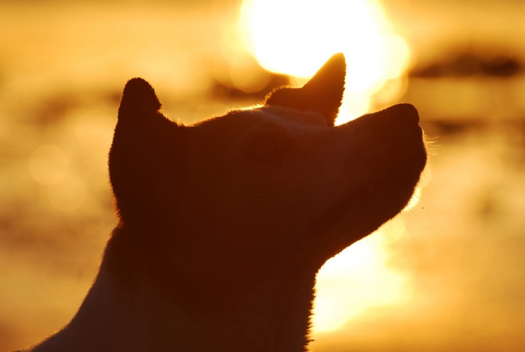 Golpe de calor en perros y gatos: cómo prevenirlo