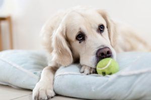 Perro mayor jugando con su pelota de tenis: la edad no es una enfermedad