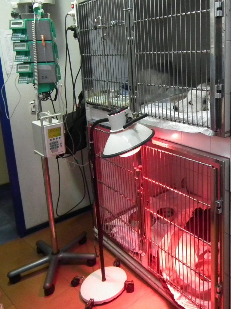 recuperacion postquirurgica