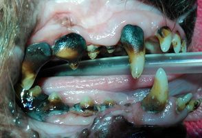 Boca de perro con enfermedad periodontal